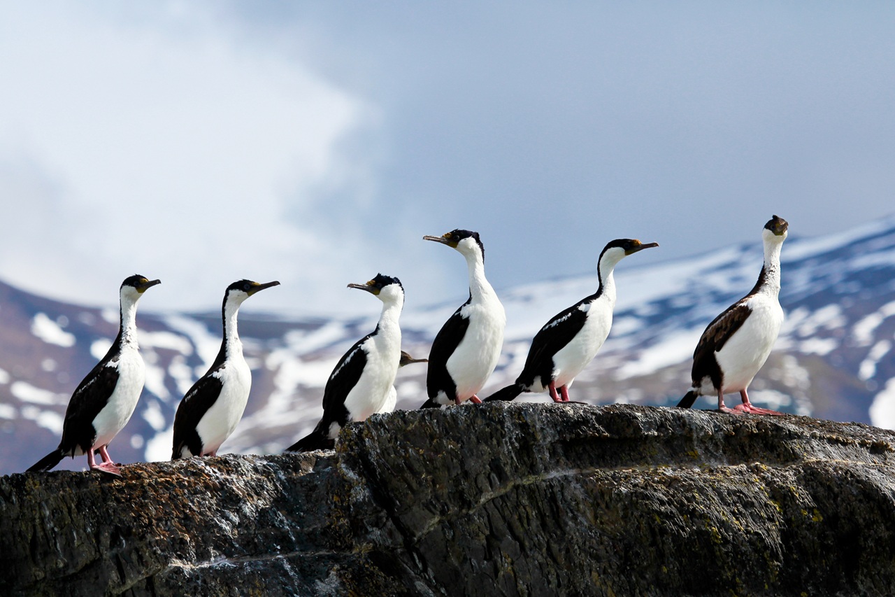 Glaciar balmaceda y serrano 05