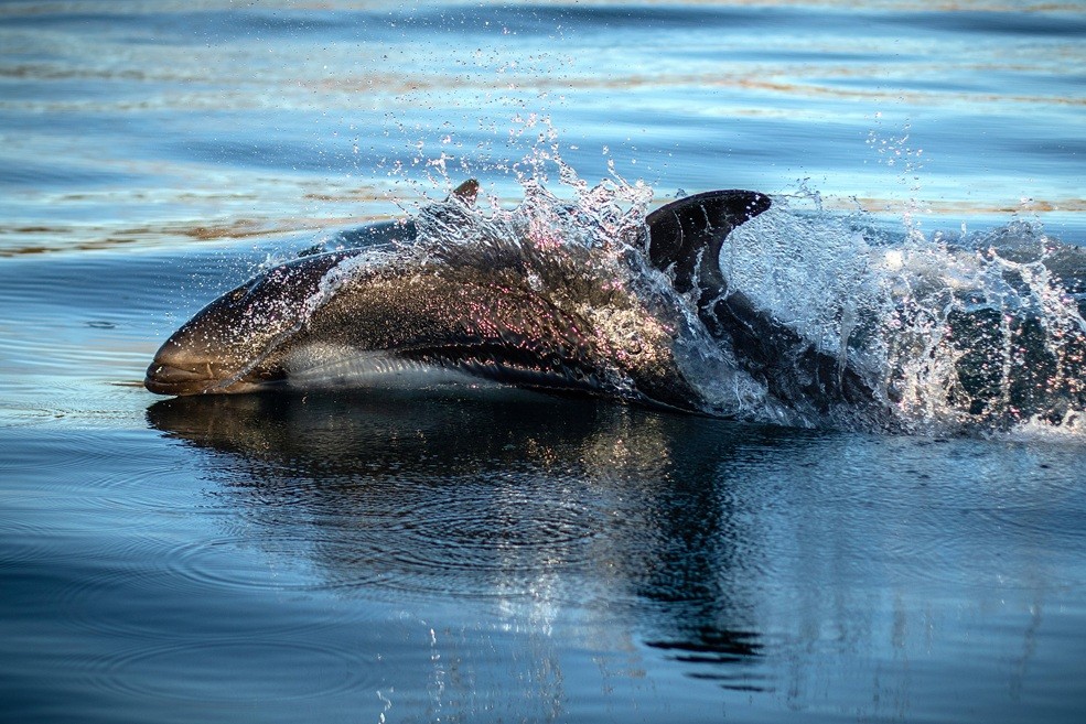 Avistamiento de delfines australes 02