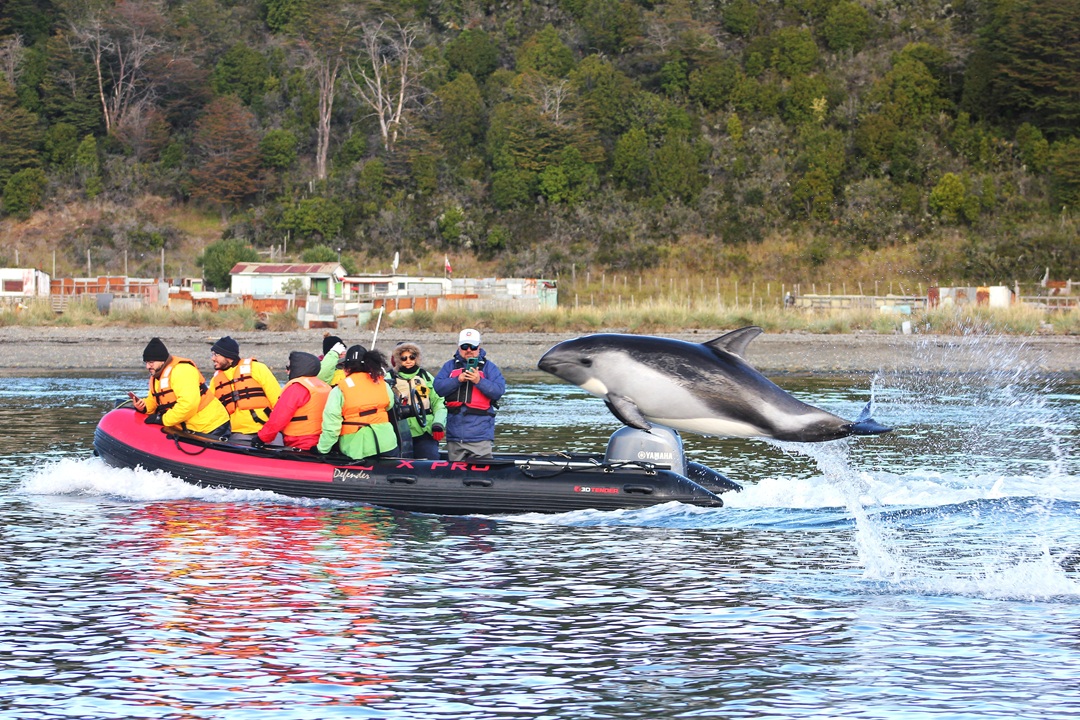 Avistamiento de delfines australes 04