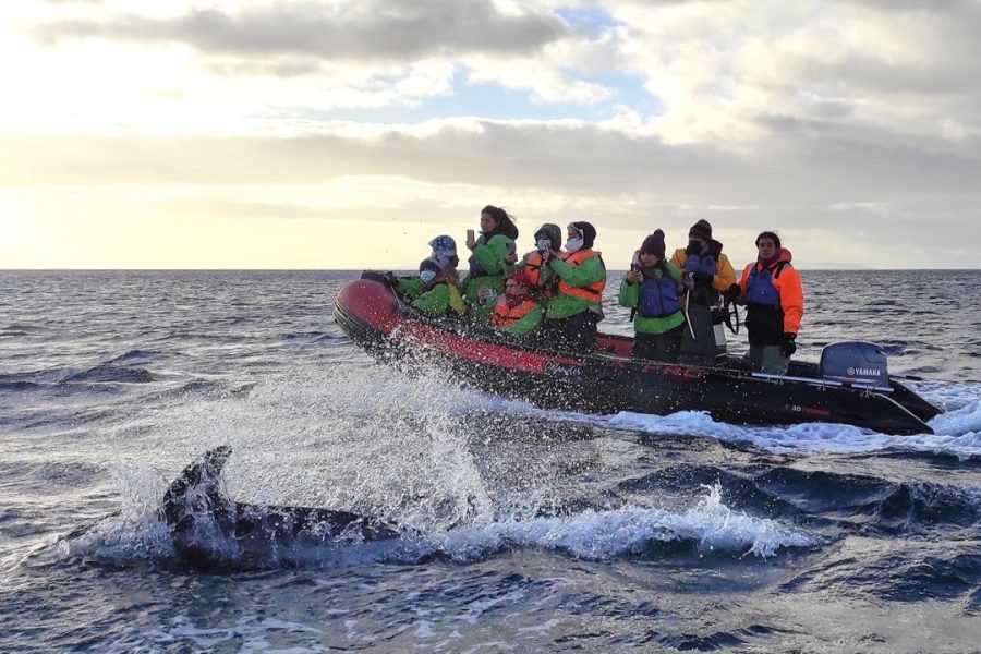 Avistamiento de delfines australes 05
